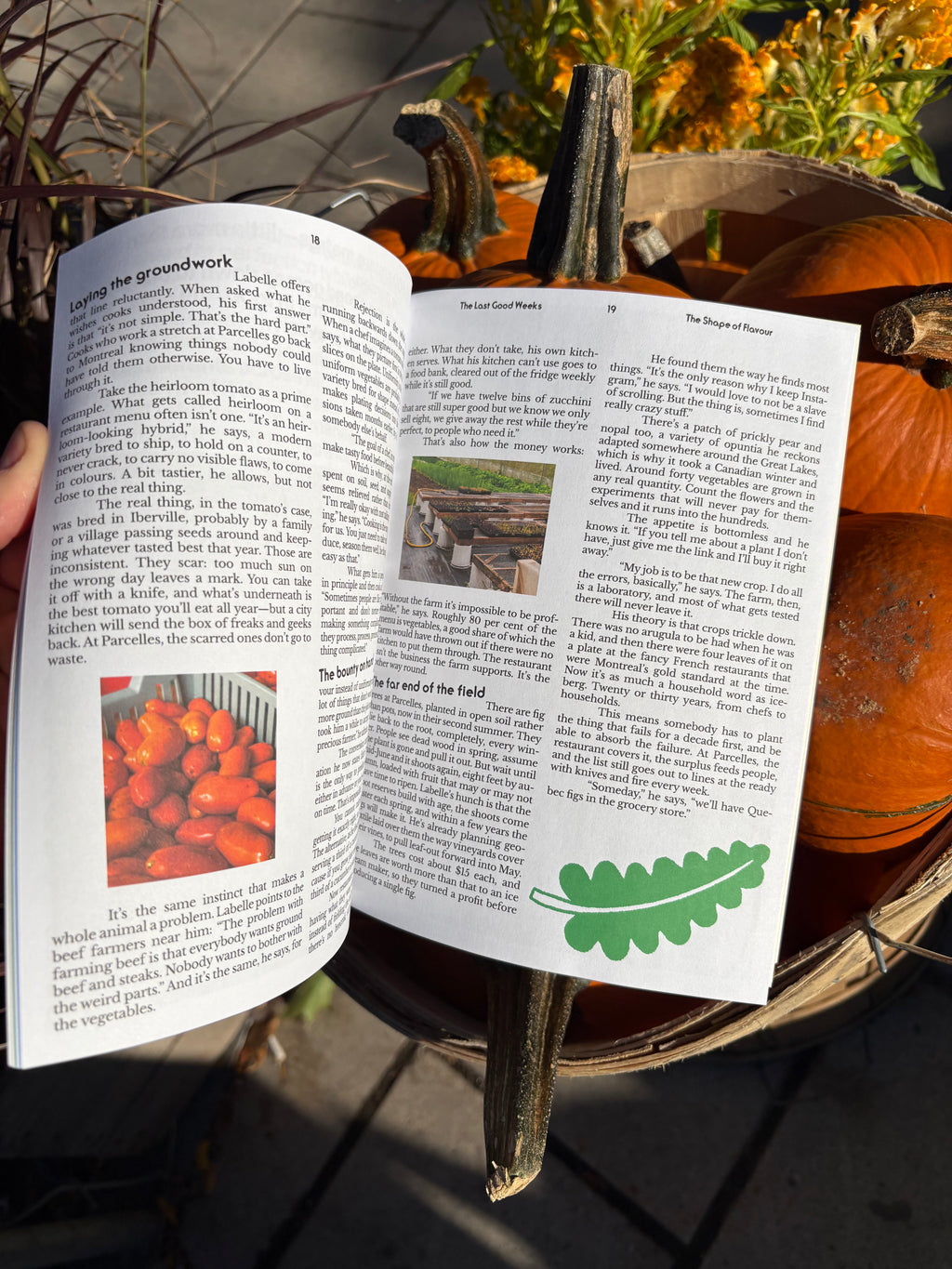 The Last Good Weeks Zine